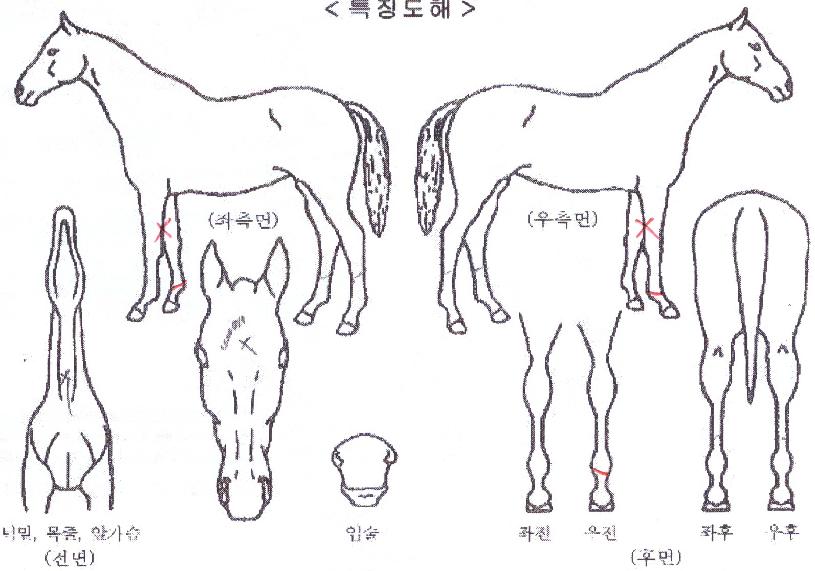 Åé¿Àºê´õÈúÀÇ Ãø¸é,¿ì¸é,µÞ¸é,µÎ»ó,´Ù¸®ÀÇ Æ¯Â¡µµÇØ