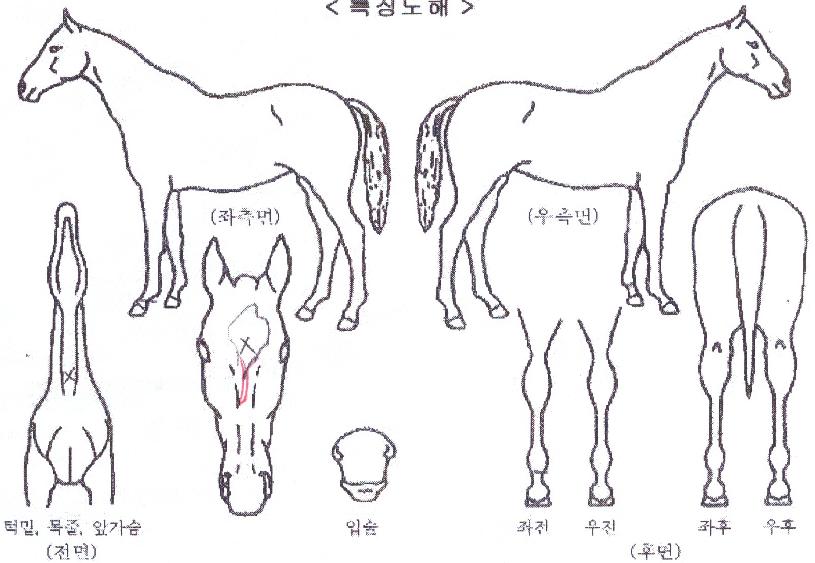 »þÅ©¿øÀÇ Ãø¸é,¿ì¸é,µÞ¸é,µÎ»ó,´Ù¸®ÀÇ Æ¯Â¡µµÇØ