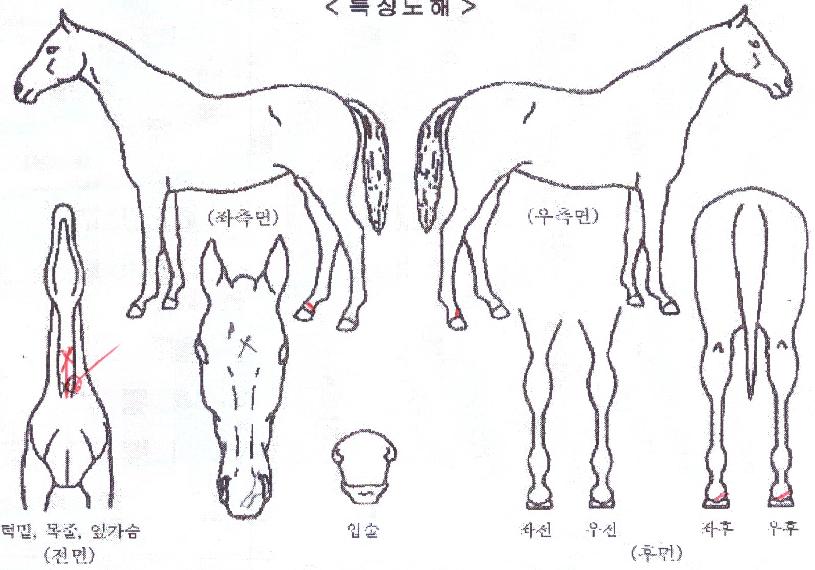 �۽�Ʈ���ټ��� ����,���,�޸�,�λ�,�ٸ��� Ư¡����