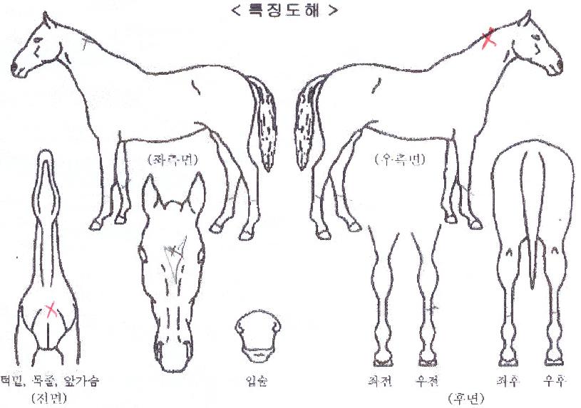 ������� ����,���,�޸�,�λ�,�ٸ��� Ư¡����