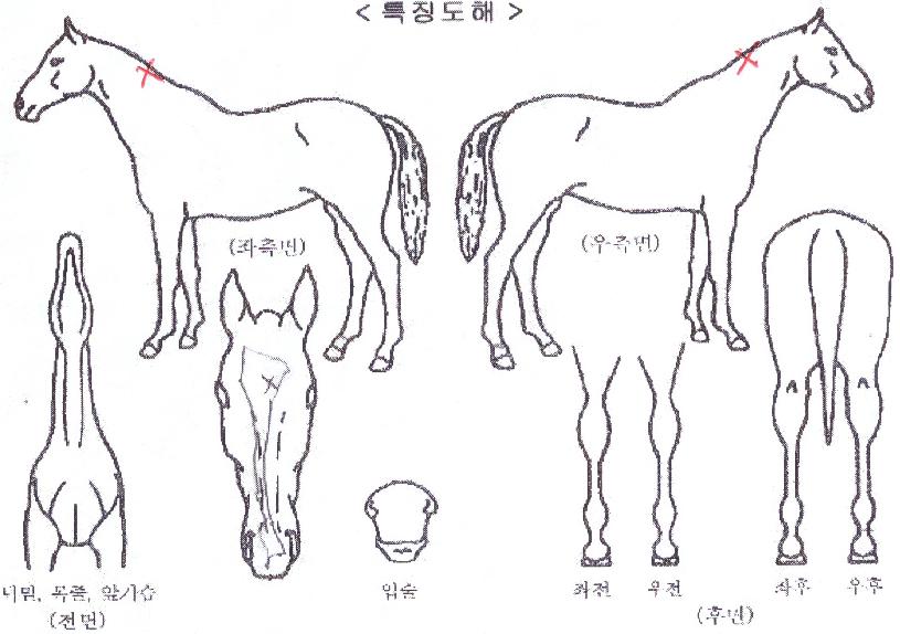 ��Ʈ��Ÿ�� ����,���,�޸�,�λ�,�ٸ��� Ư¡����