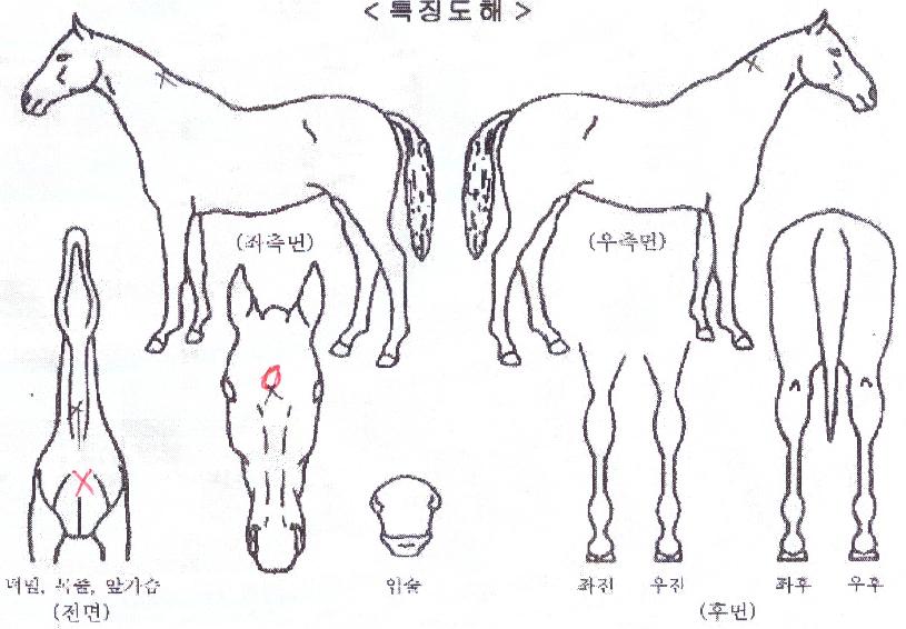À¯´Ï¾ðèÇÁÀÇ Ãø¸é,¿ì¸é,µÞ¸é,µÎ»ó,´Ù¸®ÀÇ Æ¯Â¡µµÇØ