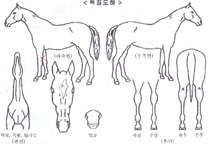 ¼Òµå¸¶½ºÅÍÀÇ Ãø¸é,¿ì¸é,µÞ¸é,µÎ»ó,´Ù¸®ÀÇ Æ¯Â¡µµÇØ