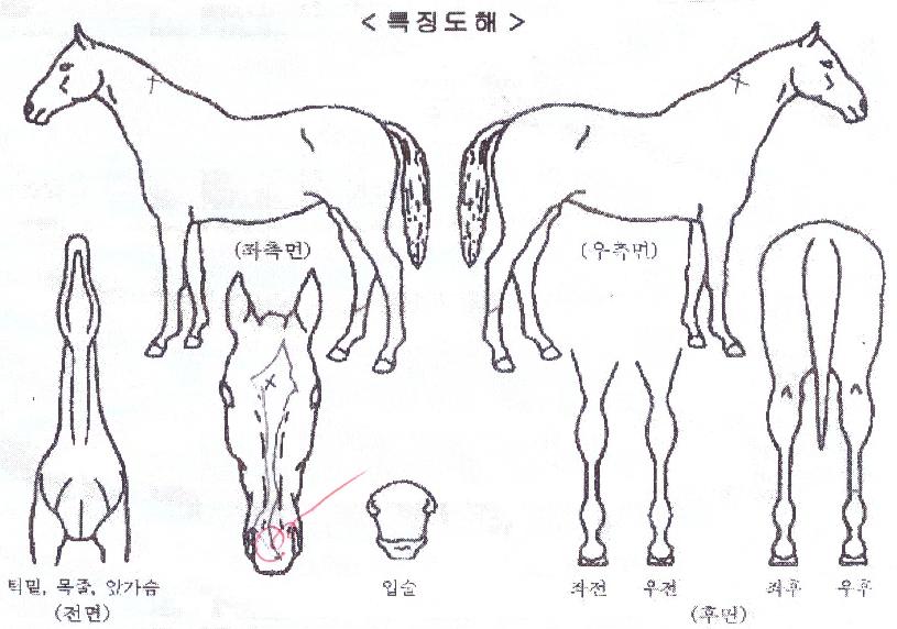 ����ũ�巡���� ����,���,�޸�,�λ�,�ٸ��� Ư¡����