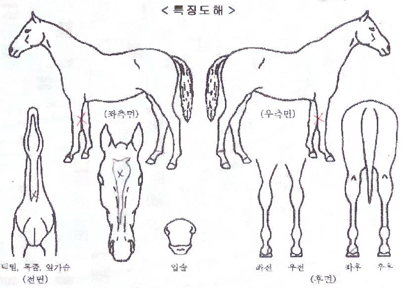 ��Ÿ�� ����,���,�޸�,�λ�,�ٸ��� Ư¡����