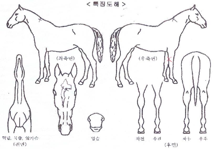 ·ÏĵµðÀÇ Ãø¸é,¿ì¸é,µÞ¸é,µÎ»ó,´Ù¸®ÀÇ Æ¯Â¡µµÇØ