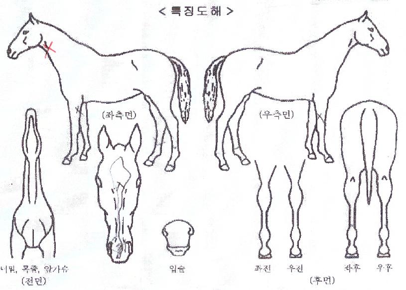 ÇÏÀ̰ñµå¹ÙÀÇ Ãø¸é,¿ì¸é,µÞ¸é,µÎ»ó,´Ù¸®ÀÇ Æ¯Â¡µµÇØ