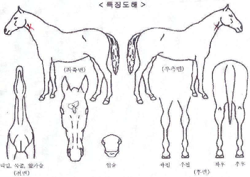 �Ŀ��ְ��� ����,���,�޸�,�λ�,�ٸ��� Ư¡����