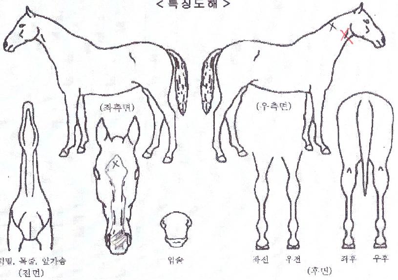 ���ε��� ����,���,�޸�,�λ�,�ٸ��� Ư¡����