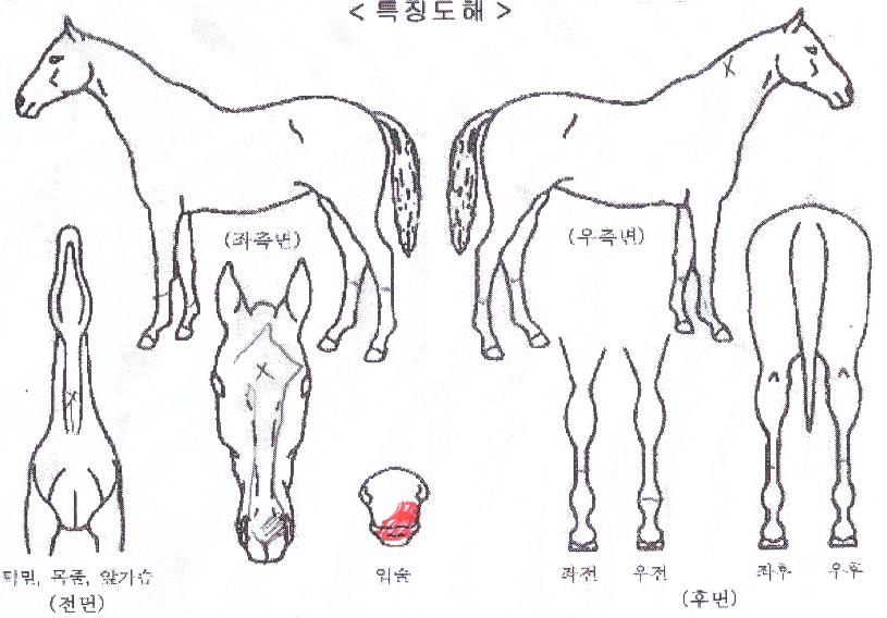 ¿ø´õÇ®±×·ëÀÇ Ãø¸é,¿ì¸é,µÞ¸é,µÎ»ó,´Ù¸®ÀÇ Æ¯Â¡µµÇØ