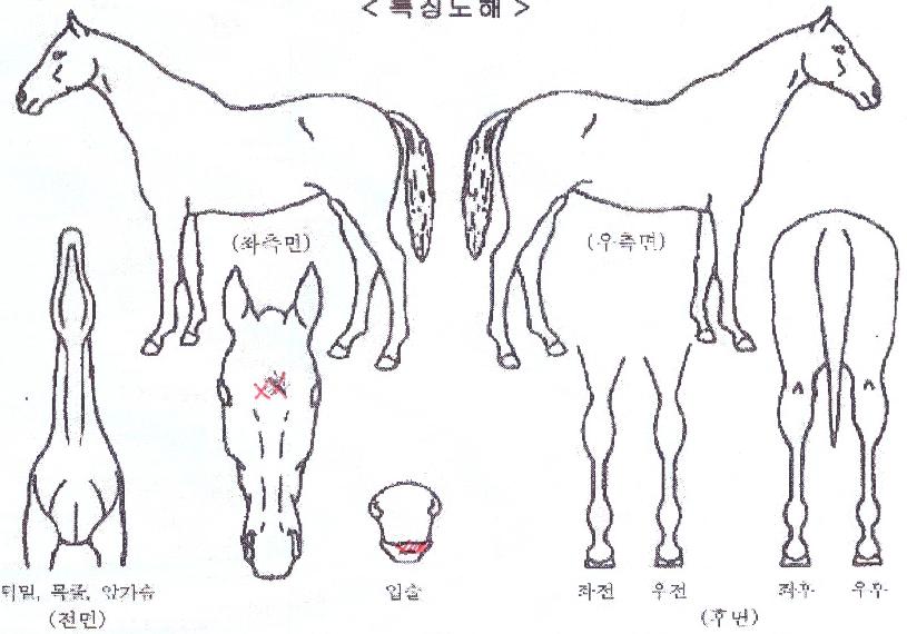 ºê¸®µµÄ̸®ÀÇ Ãø¸é,¿ì¸é,µÞ¸é,µÎ»ó,´Ù¸®ÀÇ Æ¯Â¡µµÇØ