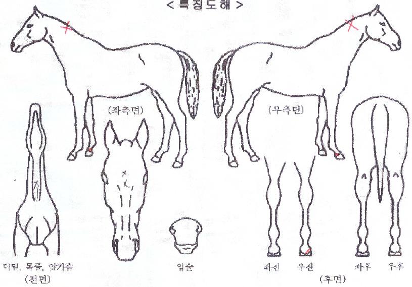 �����̵帲�� ����,���,�޸�,�λ�,�ٸ��� Ư¡����