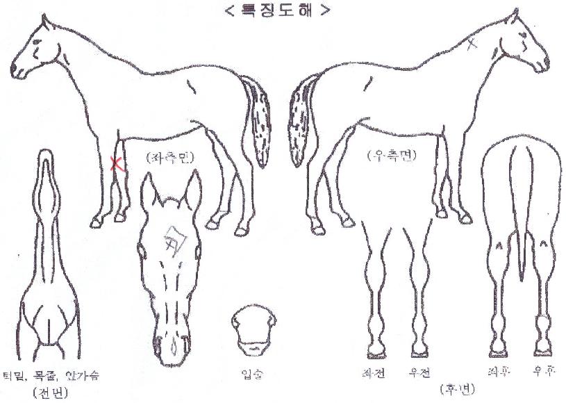 ·¤¸®¸ÇÀÇ Ãø¸é,¿ì¸é,µÞ¸é,µÎ»ó,´Ù¸®ÀÇ Æ¯Â¡µµÇØ