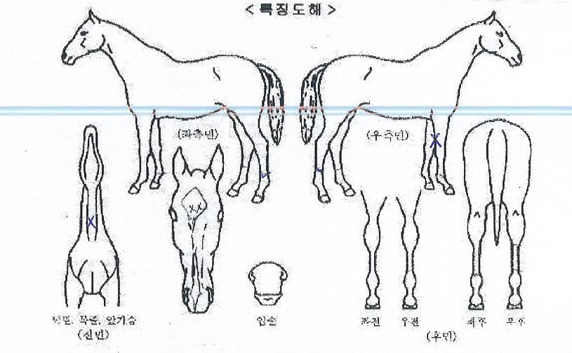 �ް��ӽ��� ����,���,�޸�,�λ�,�ٸ��� Ư¡����