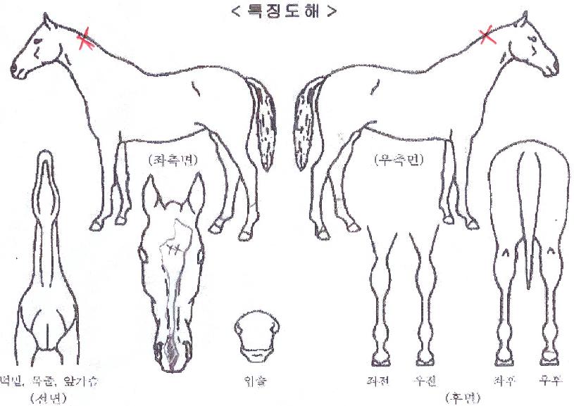 žť�� ����,���,�޸�,�λ�,�ٸ��� Ư¡����
