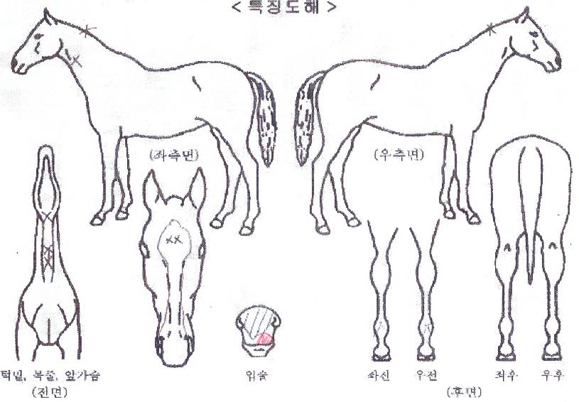 �Ծ�è�Ǿ��� ����,���,�޸�,�λ�,�ٸ��� Ư¡����