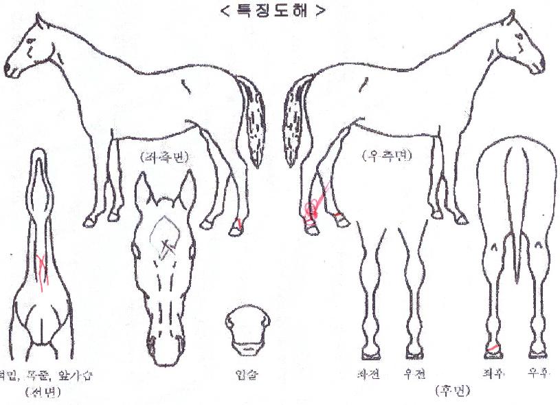 �ʰ������� ����,���,�޸�,�λ�,�ٸ��� Ư¡����