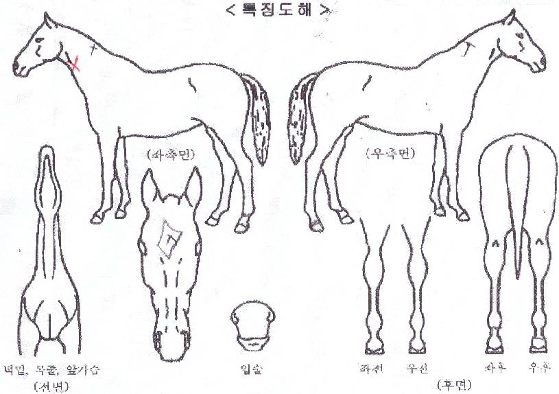 ¦����� ����,���,�޸�,�λ�,�ٸ��� Ư¡����