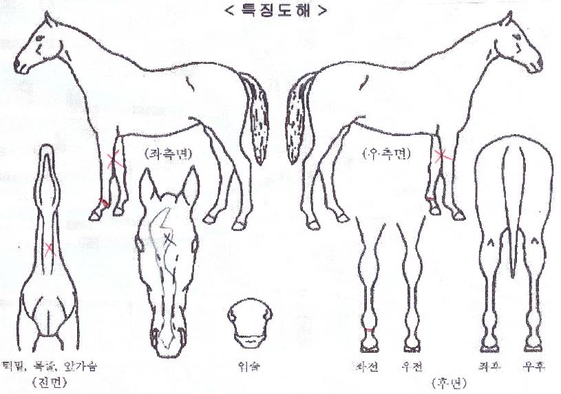 ���ִ���� ����,���,�޸�,�λ�,�ٸ��� Ư¡����