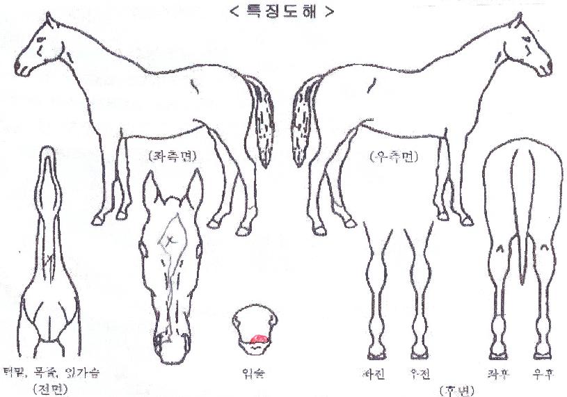 IJIJ½ºÅÜÀÇ Ãø¸é,¿ì¸é,µÞ¸é,µÎ»ó,´Ù¸®ÀÇ Æ¯Â¡µµÇØ