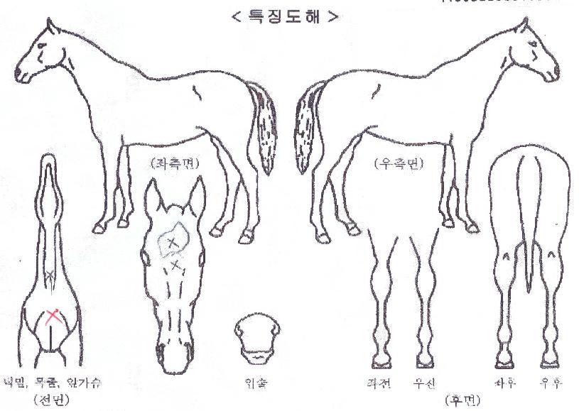 Ç÷¡½Ã·±ÀÇ Ãø¸é,¿ì¸é,µÞ¸é,µÎ»ó,´Ù¸®ÀÇ Æ¯Â¡µµÇØ