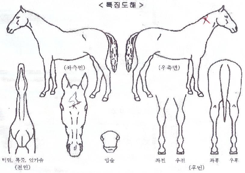 ³ªÀ̽º°ÉÀÇ Ãø¸é,¿ì¸é,µÞ¸é,µÎ»ó,´Ù¸®ÀÇ Æ¯Â¡µµÇØ