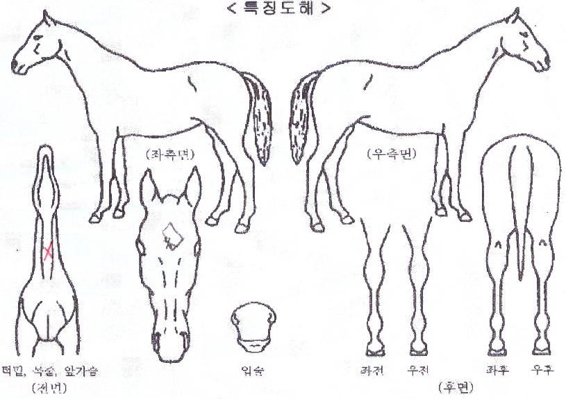 ÇìºñµàƼÀÇ Ãø¸é,¿ì¸é,µÞ¸é,µÎ»ó,´Ù¸®ÀÇ Æ¯Â¡µµÇØ