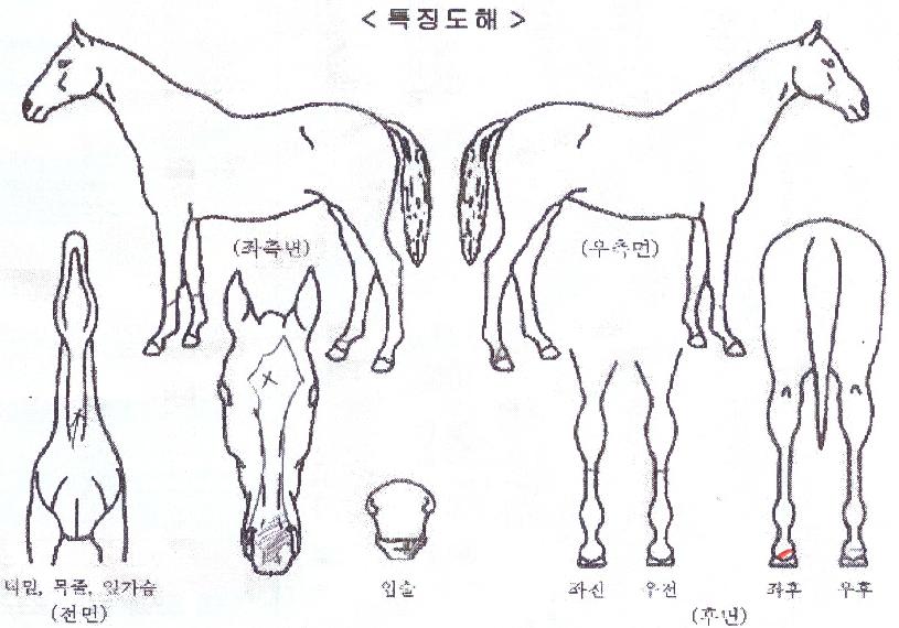 ÆÐ½ºÆ®¸á·ÎµðÀÇ Ãø¸é,¿ì¸é,µÞ¸é,µÎ»ó,´Ù¸®ÀÇ Æ¯Â¡µµÇØ
