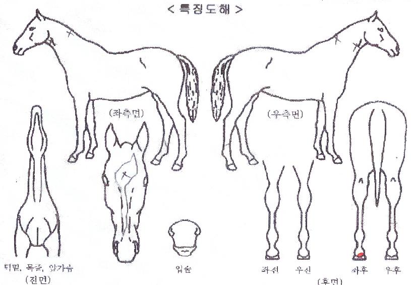 �������������� ����,���,�޸�,�λ�,�ٸ��� Ư¡����