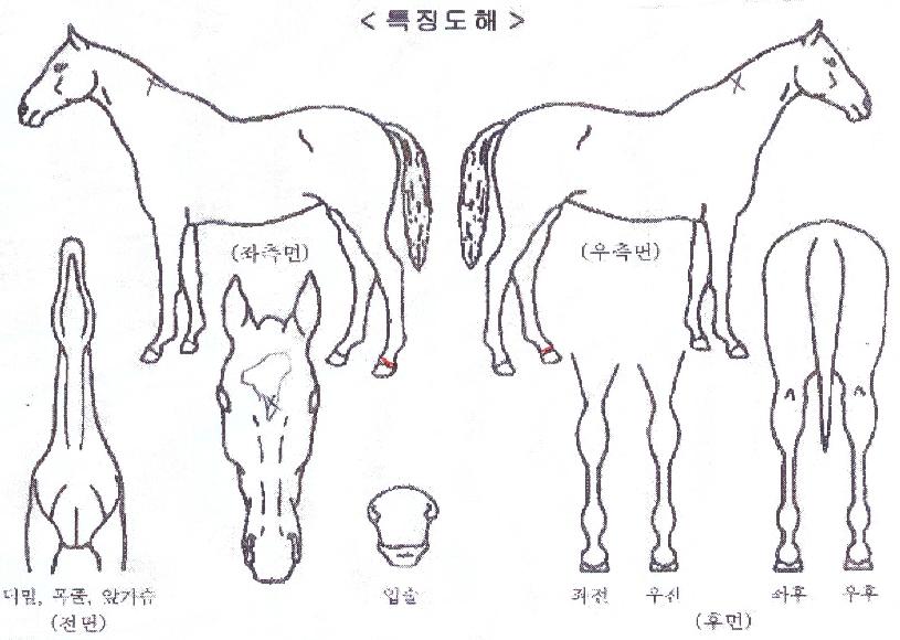 Ž������ ����,���,�޸�,�λ�,�ٸ��� Ư¡����