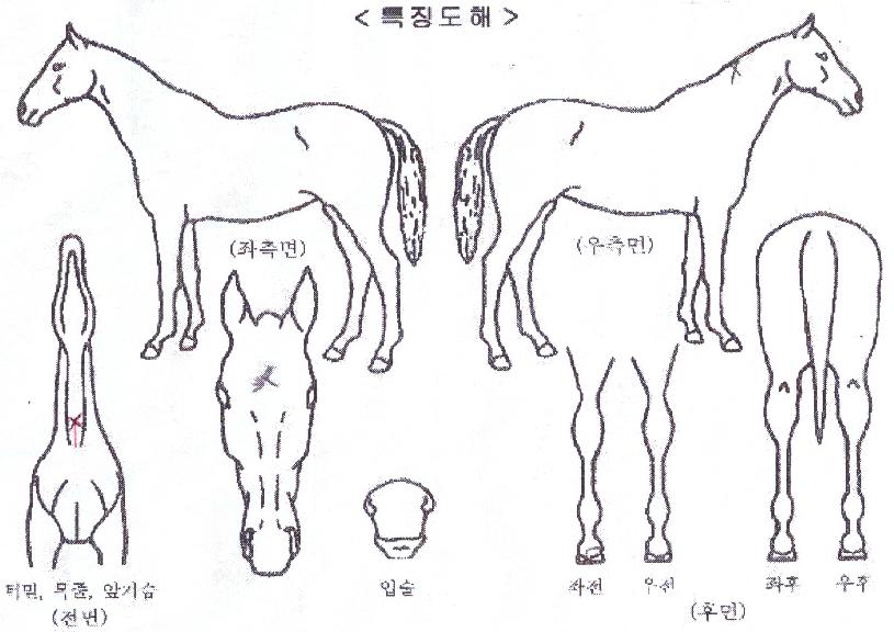 �̶����� ����,���,�޸�,�λ�,�ٸ��� Ư¡����