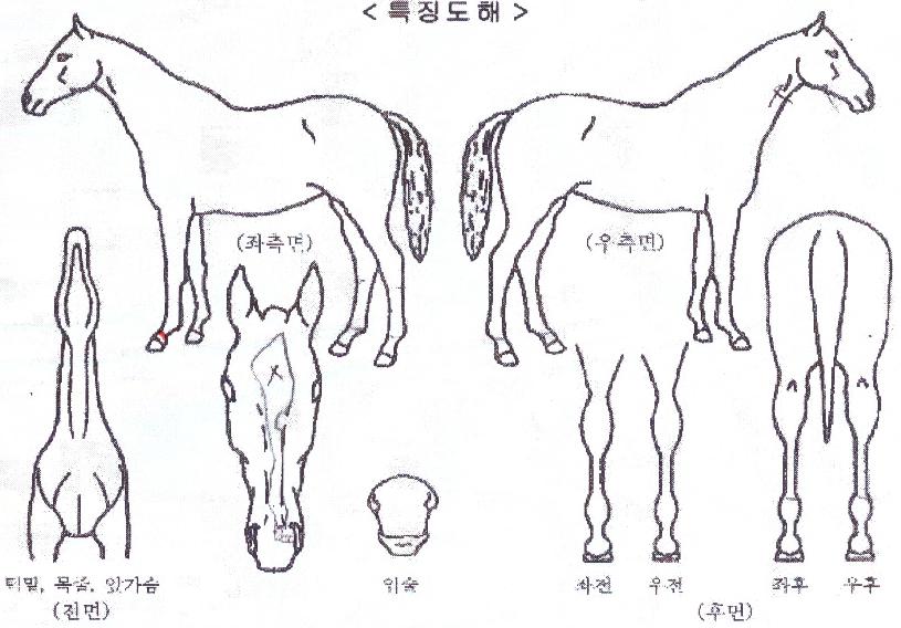 ¿ëºñ¼±´õÀÇ Ãø¸é,¿ì¸é,µÞ¸é,µÎ»ó,´Ù¸®ÀÇ Æ¯Â¡µµÇØ