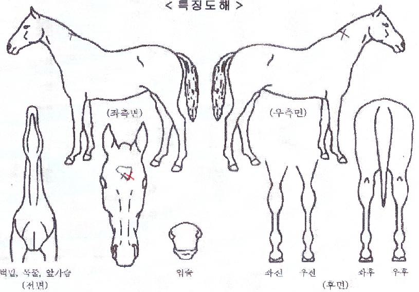 À¯¸²¼¼»óÀÇ Ãø¸é,¿ì¸é,µÞ¸é,µÎ»ó,´Ù¸®ÀÇ Æ¯Â¡µµÇØ