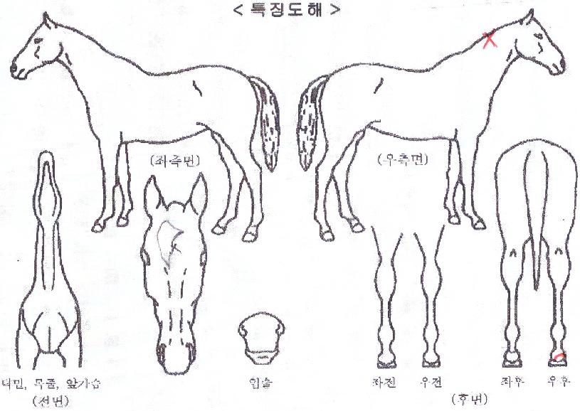 ¹Ì´×ǮŸÀÓÀÇ Ãø¸é,¿ì¸é,µÞ¸é,µÎ»ó,´Ù¸®ÀÇ Æ¯Â¡µµÇØ