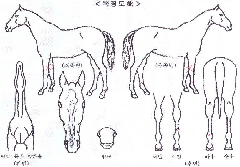 �������� ����,���,�޸�,�λ�,�ٸ��� Ư¡����