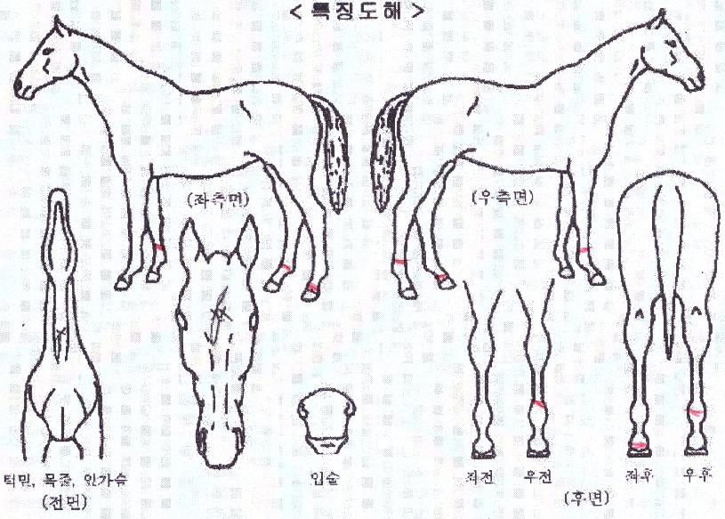 ��ڼ����� ����,���,�޸�,�λ�,�ٸ��� Ư¡����