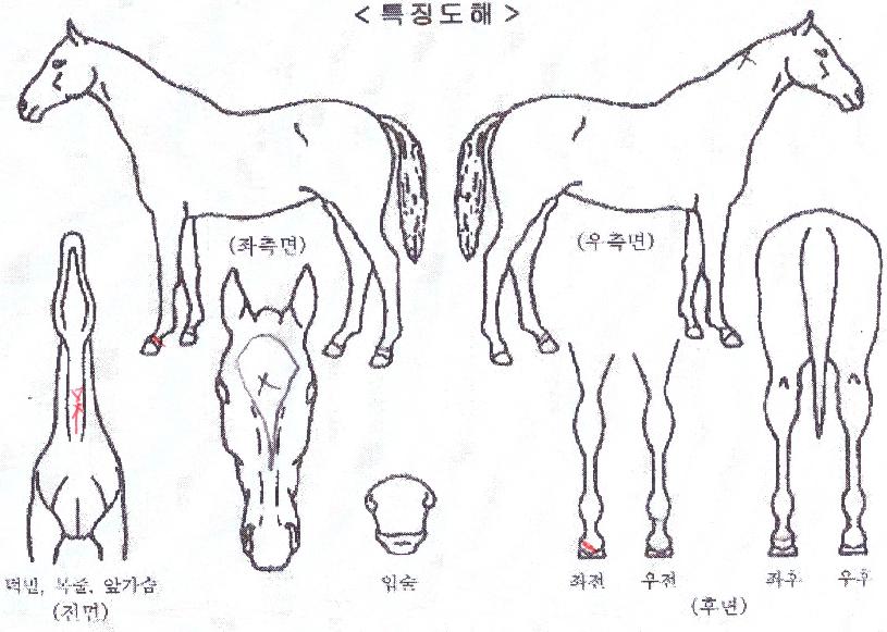 �����̵��� ����,���,�޸�,�λ�,�ٸ��� Ư¡����