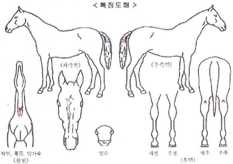 ÁöÁ¸»ê¹æÀÇ Ãø¸é,¿ì¸é,µÞ¸é,µÎ»ó,´Ù¸®ÀÇ Æ¯Â¡µµÇØ