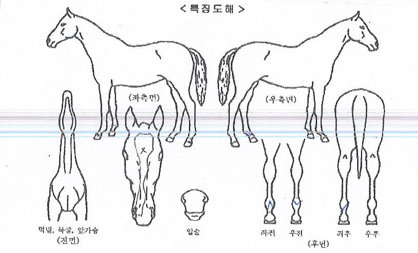 �����Ʈ�� ����,���,�޸�,�λ�,�ٸ��� Ư¡����