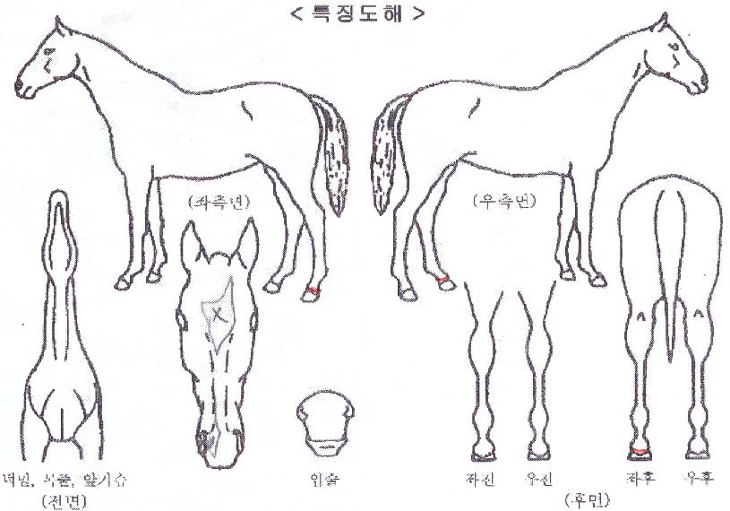 �ְ������� ����,���,�޸�,�λ�,�ٸ��� Ư¡����