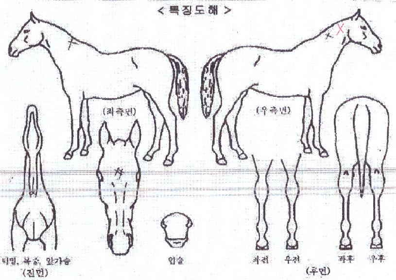 ¿À¹ö´õºäƼÀÇ Ãø¸é,¿ì¸é,µÞ¸é,µÎ»ó,´Ù¸®ÀÇ Æ¯Â¡µµÇØ