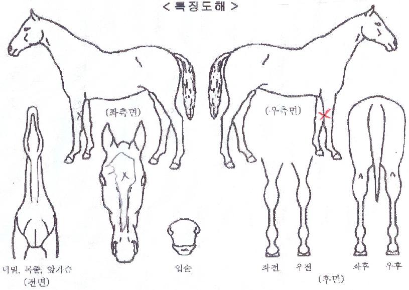 �ö��״�ĭ�� ����,���,�޸�,�λ�,�ٸ��� Ư¡����