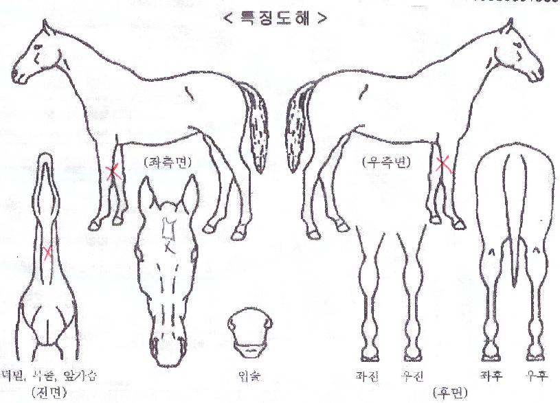 ´ÚÅ͸ް¡ÀÇ Ãø¸é,¿ì¸é,µÞ¸é,µÎ»ó,´Ù¸®ÀÇ Æ¯Â¡µµÇØ