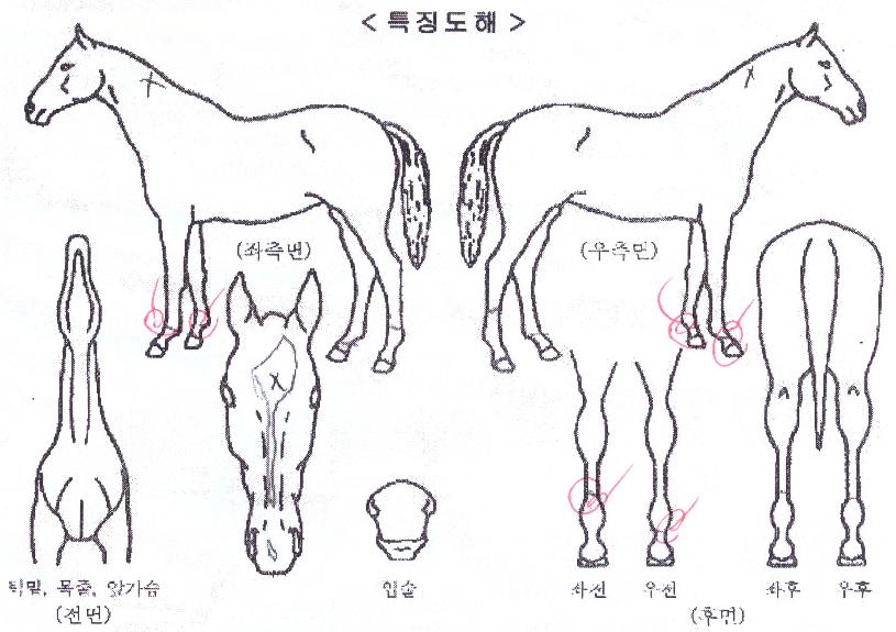 Æò´ë¹Ù¶÷ÀÇ Ãø¸é,¿ì¸é,µÞ¸é,µÎ»ó,´Ù¸®ÀÇ Æ¯Â¡µµÇØ