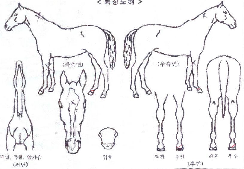 ½º¹«½ºÅ±ÀÇ Ãø¸é,¿ì¸é,µÞ¸é,µÎ»ó,´Ù¸®ÀÇ Æ¯Â¡µµÇØ