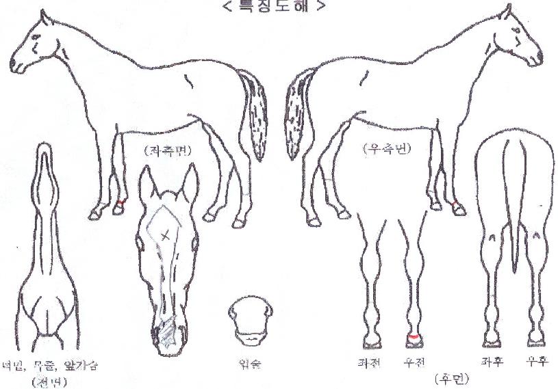 ¿À¾Æ½Ã½º±×¸°ÀÇ Ãø¸é,¿ì¸é,µÞ¸é,µÎ»ó,´Ù¸®ÀÇ Æ¯Â¡µµÇØ