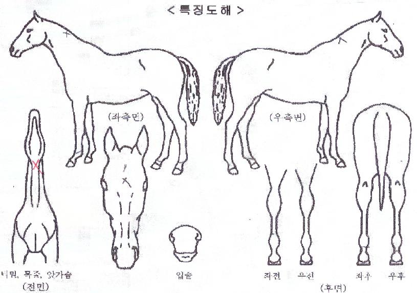 �۷ι������� ����,���,�޸�,�λ�,�ٸ��� Ư¡����