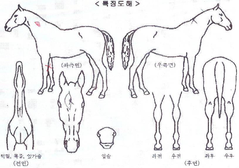 ·Î¿À§³ÊÀÇ Ãø¸é,¿ì¸é,µÞ¸é,µÎ»ó,´Ù¸®ÀÇ Æ¯Â¡µµÇØ