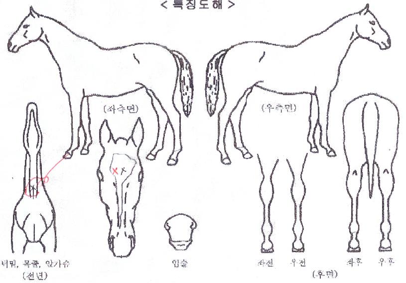 ���������� ����,���,�޸�,�λ�,�ٸ��� Ư¡����