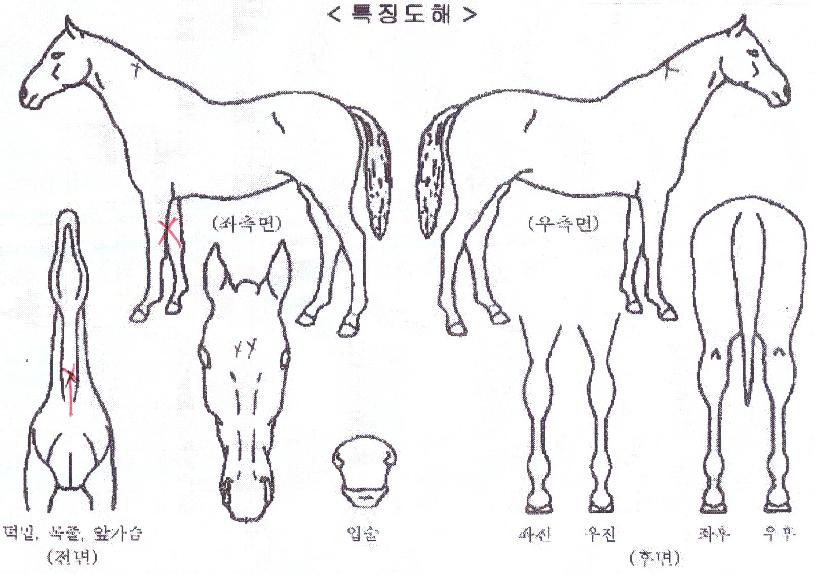 �ϴ���ǳ�� ����,���,�޸�,�λ�,�ٸ��� Ư¡����